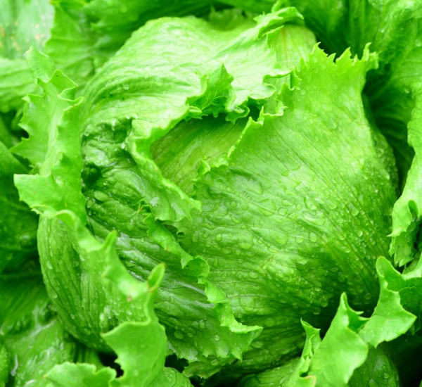 長野レタス