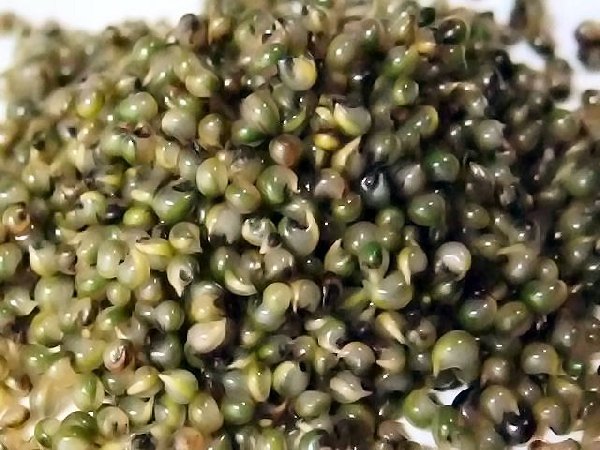 とんぶり