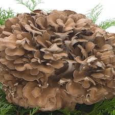 九頭竜まいたけ